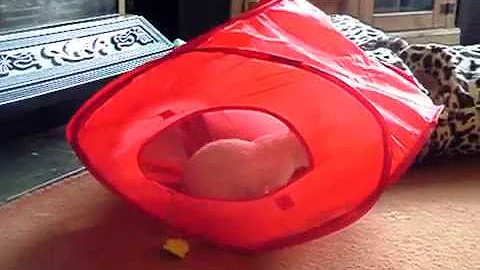 Watch the video about Belladonna The seal point Snowshoe Kitten Playing with a Tent