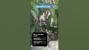 Thumbnail of Nosy But Make It Cute Karen 👀 #neighbors #cctv  #cats #catshorts  #family #gossip #funny #straycat