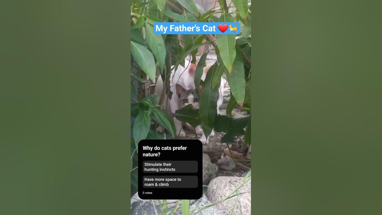 Nosy But Make It Cute Karen 👀 #neighbors #cctv  #cats #catshorts  #family #gossip #funny #straycat