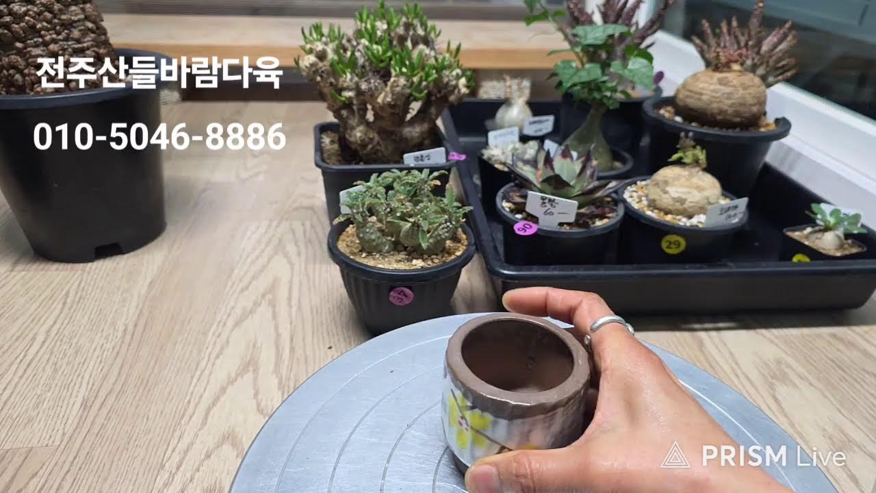 전주산들바람다육 라이브 방송