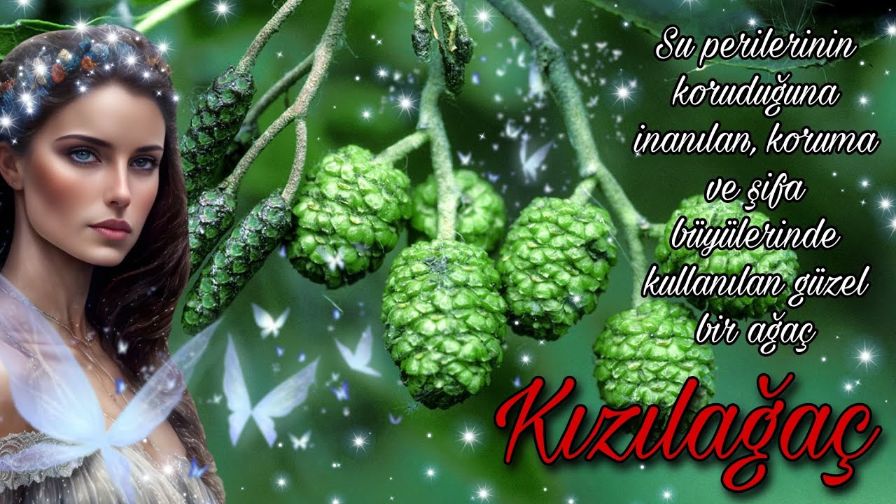Kızılağaç - Alnus