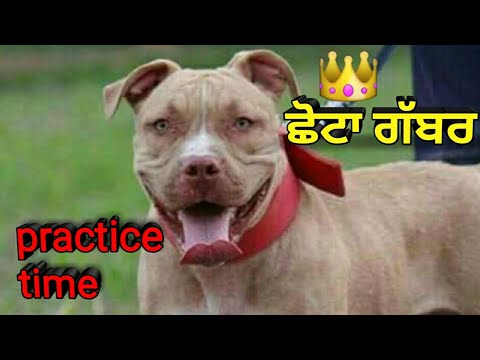 Chota Gabber s/o the great Gabber || Practice time || Pitbull impossible power