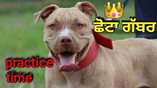 Chota Gabber So The Great Gabber Practice Time Pitbull Impossible Power