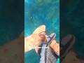 Catching a poisonous shark with my bare hands “The Horn Shark” 🦈 😮