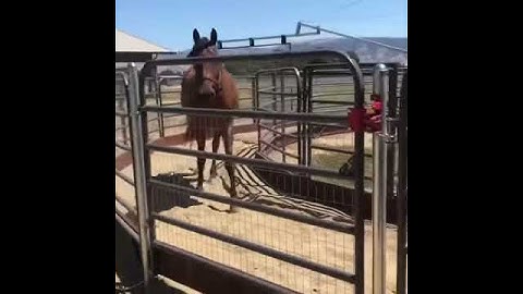 Vitafloor horse walker, hot walker powered by Q-Line Equestrian.