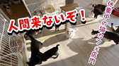 保護猫カフェ ねこ広場 東村山市の里親募集型ねこカフェ ねこ広場 に行きました 保護猫カフェ Youtube 保護猫カフェ ねこ広場 東村山市の里親募集型ねこカフェ ねこ広場 に行きました 保護猫カフェ Youtube