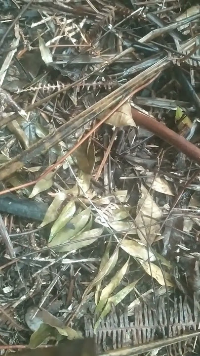 suara asli pemikat kuaran...#pecinta burung