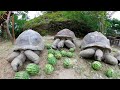 【迫力】迫りくるカメたち。スイカを大量に食す【ASMR】Giant tortoise eat thinned watermelon