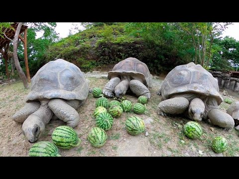 【ASMR】Giant tortoise eat thinned watermelon