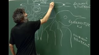 картинка: Лекция 11. Многоклеточные животные. Часть 2. Филогенез и эмбриогенез. Окштейн И.Л., МФТИ