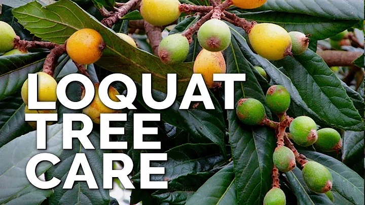 How to Grow Loquat Trees and Get a TON of Fruit - DayDayNews