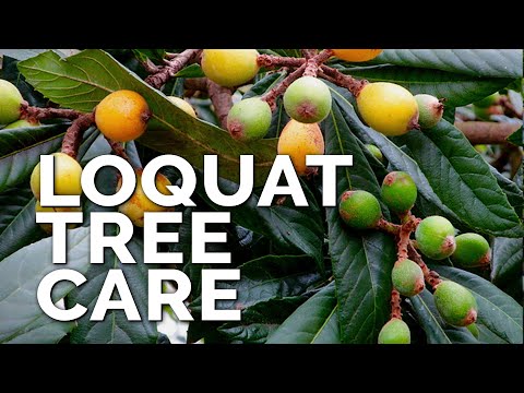 Video: Informații despre arborele de loquat - Creșterea și îngrijirea unui arbore de loquat