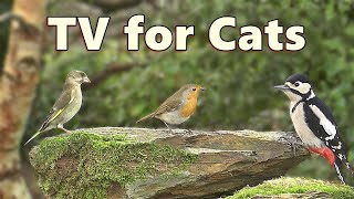 Cat TV ~ Morning Birds for Cats to Watch \/ Virtual Bird Feeder