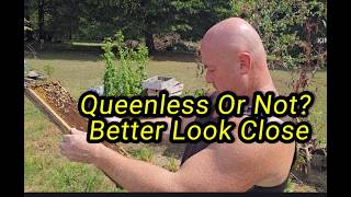 Queenless Or Not? Better Look Close