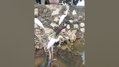 Còng cọc. Cò đen cò trắng   dẻo 0989485182(5)