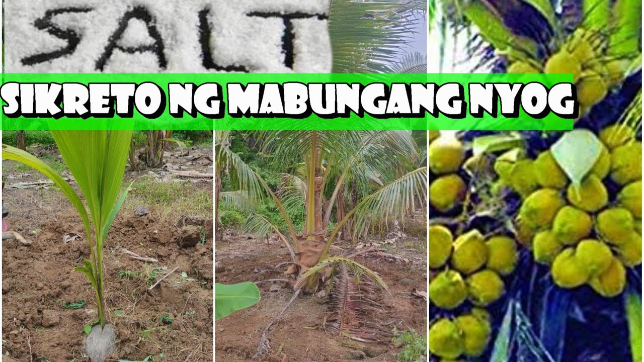 USAPANG NYOG:Tamang Pagtatanim,Distansya at Pag-aabono ayon sa PCA