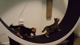 bengal cat wheel