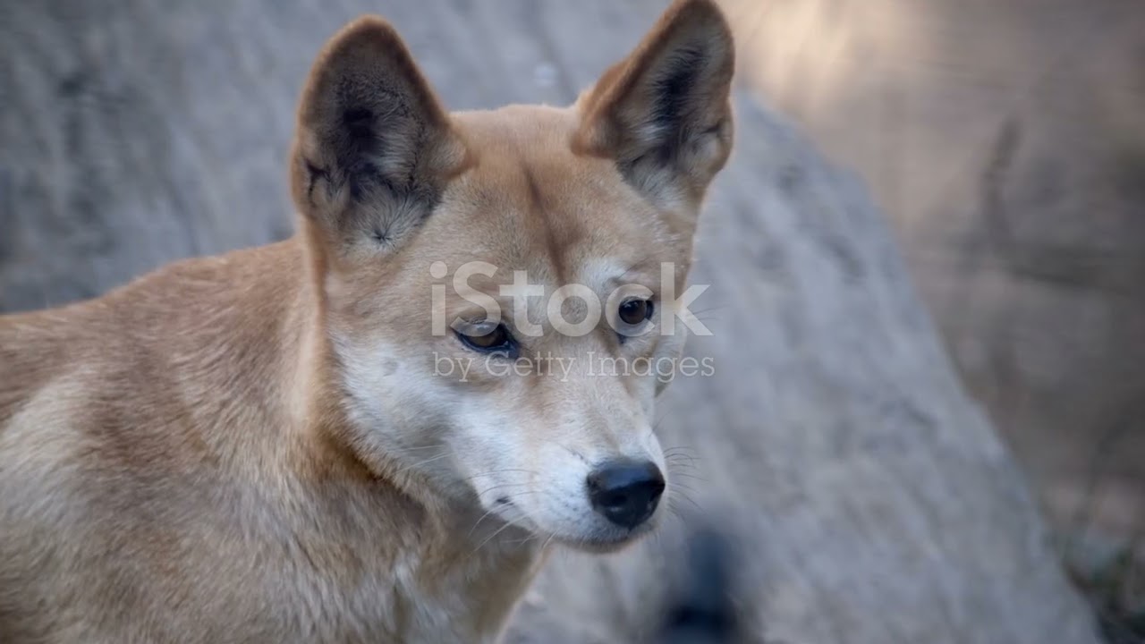wild dog in the outback (Dingo)