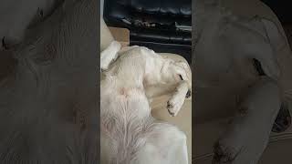 Довольная Лабрадориха Дрыхнет.