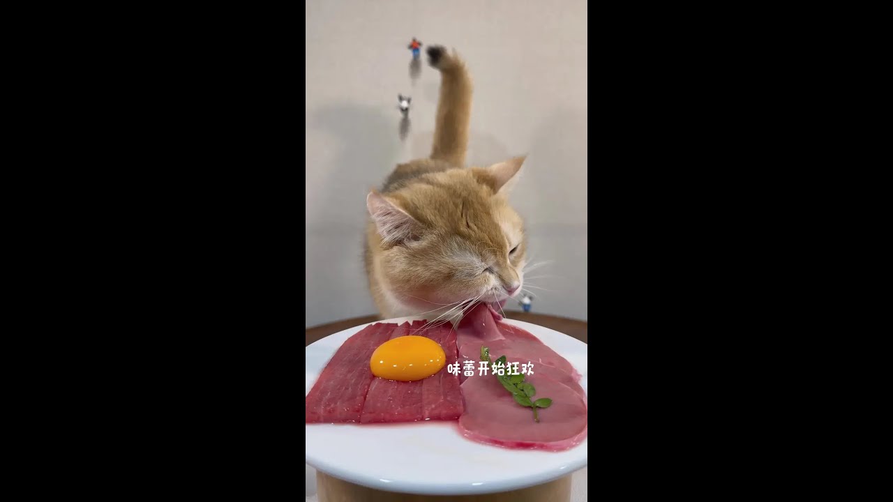 The little cat is here to eat! 