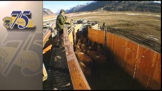 Under the Microscope:  Yellowstone Bison Roundup