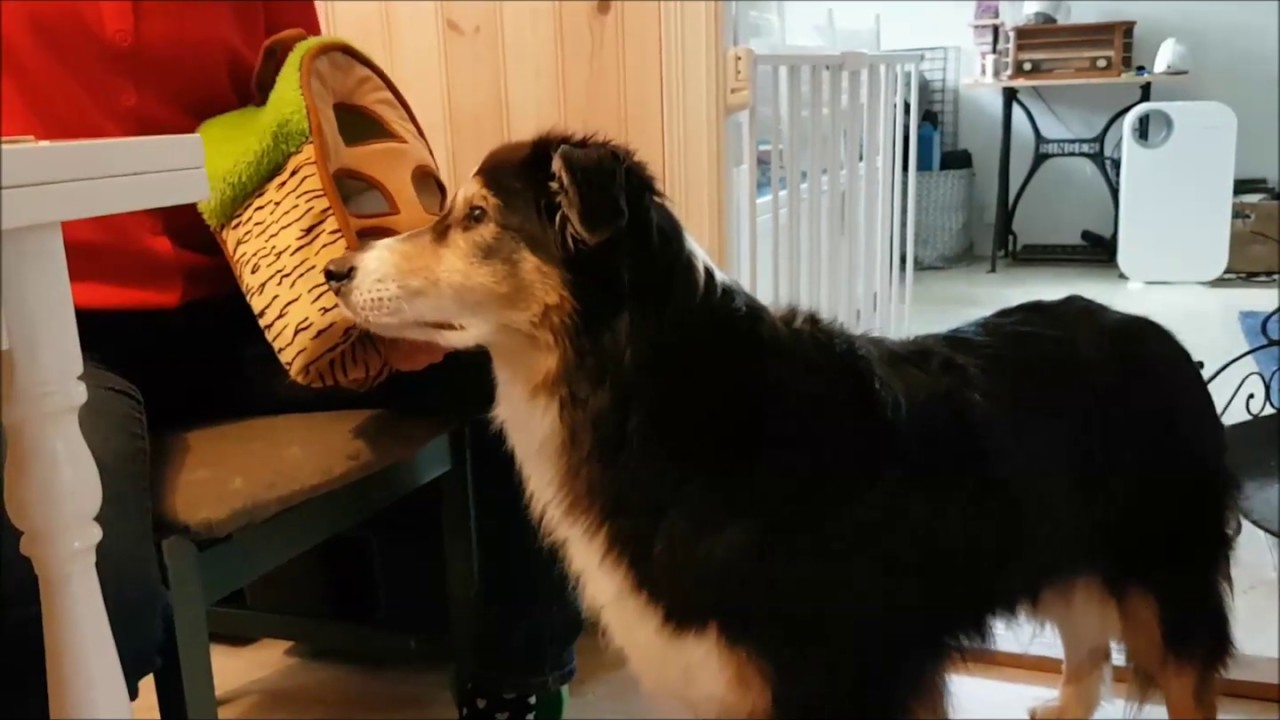 Terapihund som lärt sig namn på olika sjukdomar/tillstånd och penicillin.