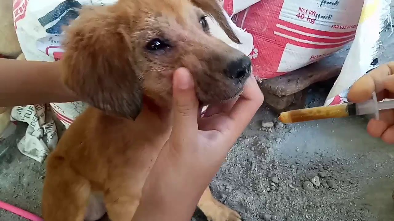 Parvo Treatment At Home Ll Mabisang Mga Gamot Para Makasurvive Ang Aso Sa Parvovirus