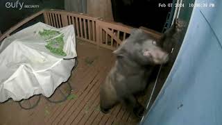 Wild Bear Tries To Break Into Home Through Doggie Door