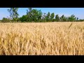 BEAUTIFUL WHEAT CROPS IN PUNJAB VILLAGE LIFE IN PAKISTAN