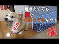 ☆第３話☆不良以上に寝起きでキレる犬！【コーギーチロ】
