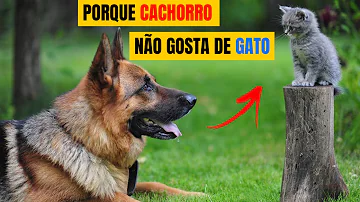 O que fazer para meu cachorro não correr atrás do meu gato?