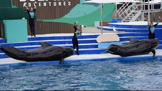 Dolphin Adventures Show with Pilot whales at SeaWorld San Diego December 31, 2023 11 AM