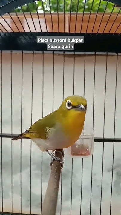 pleci buxtoni buka paruh suara gurih nyoooy😍
