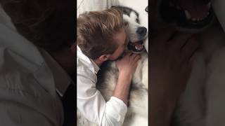 Grumpy Big dog doesn't like to get kisses!! SO FUNNY !!!! hahahahaha