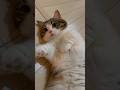 猫が落ちている季節 #マンチカン #へそ天 #shorts