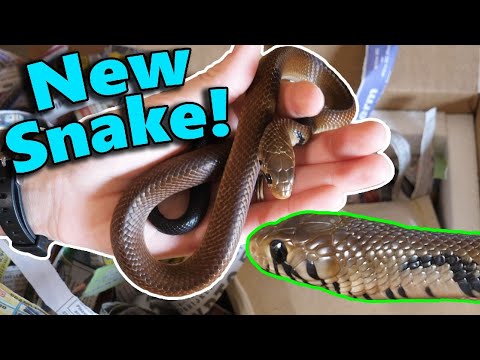 Unboxing our new Black-Tailed Cribo!!