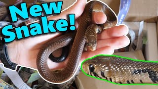 Unboxing our new BlackTailed Cribo!!