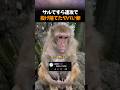 サルですら速攻で投げ捨てたヤバい卵