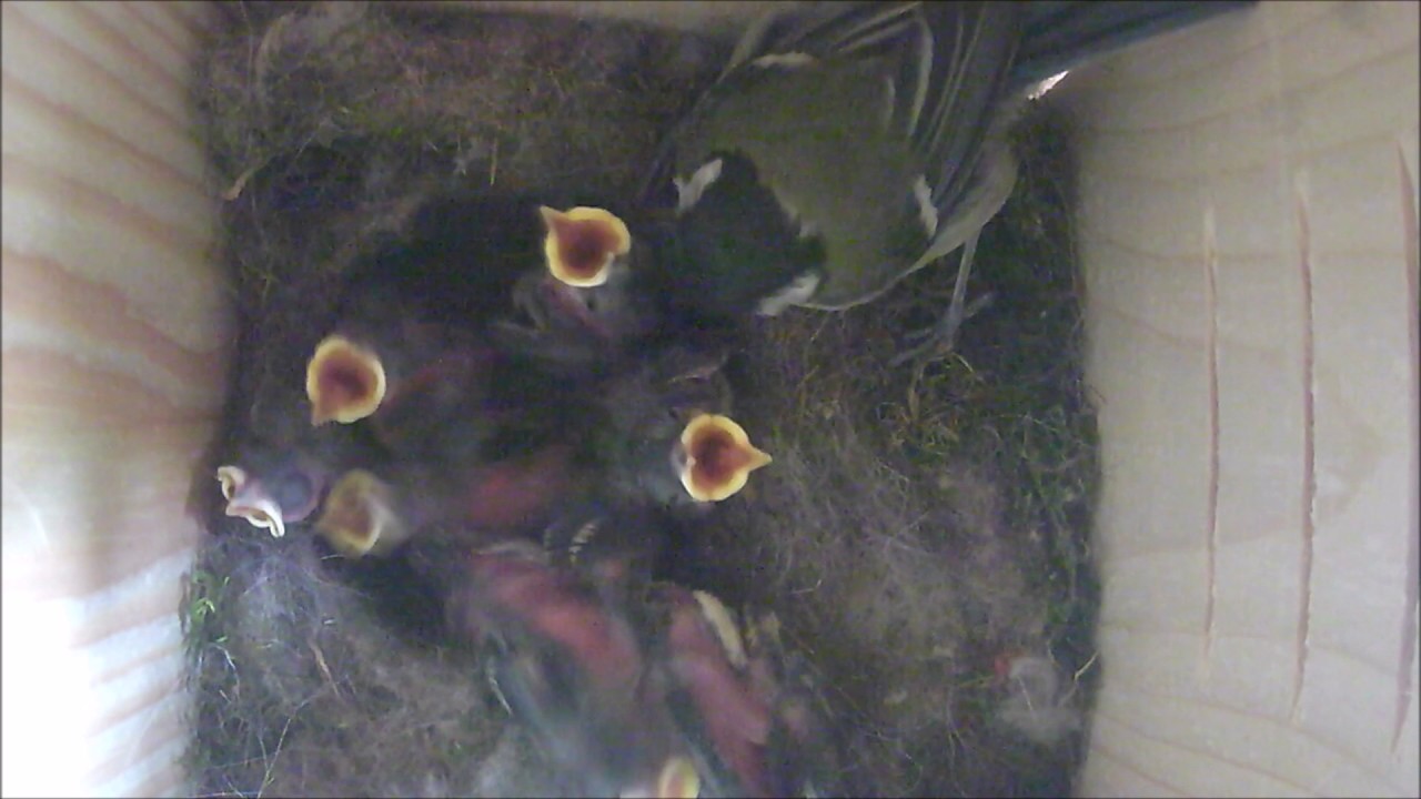 Great tits nesting in Smart Nest Box