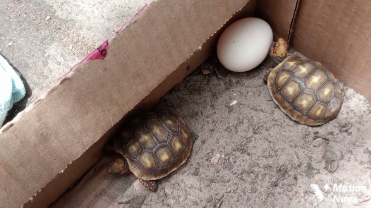 #jabuti#entretenimiento PROCURANDO OS FILHOTES DE JABUTI#video v