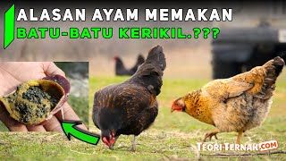 KENAPA AYAM SUKA MEMAKAN BATU KERIKIL DI TANAH...? INI JAWABANNYA!!!