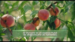 Fertilización Postcosecha del Duraznero