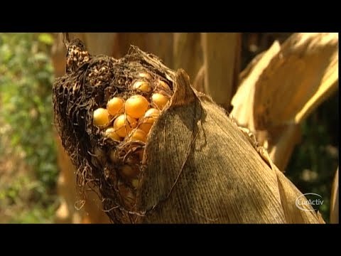 EU set to allow cultivation of GM crop