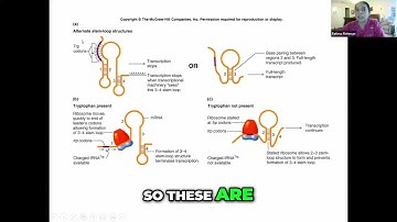 Unlocking the Secrets of Gene Regulation: Alternative Stem Loop Structures