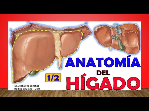 Video: ¿Cómo determinan los sinusoides la función del hígado?