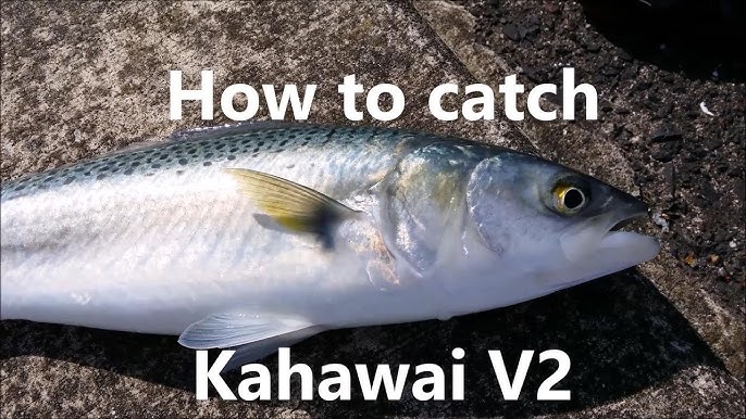 How to Catch Kahawai with Lures - EASY and EFFECTIVE! 