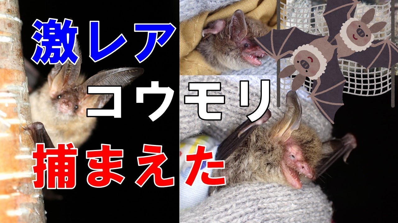 激レア コウモリ捕まえた‼ -南アルプスYoutubeカレッジ 5限目後半