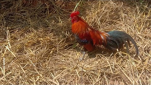 suab qaib qua zoo 2023