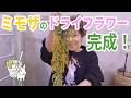 ミモザのドライフラワーが完成しました｜どんな香り？手触りは？
