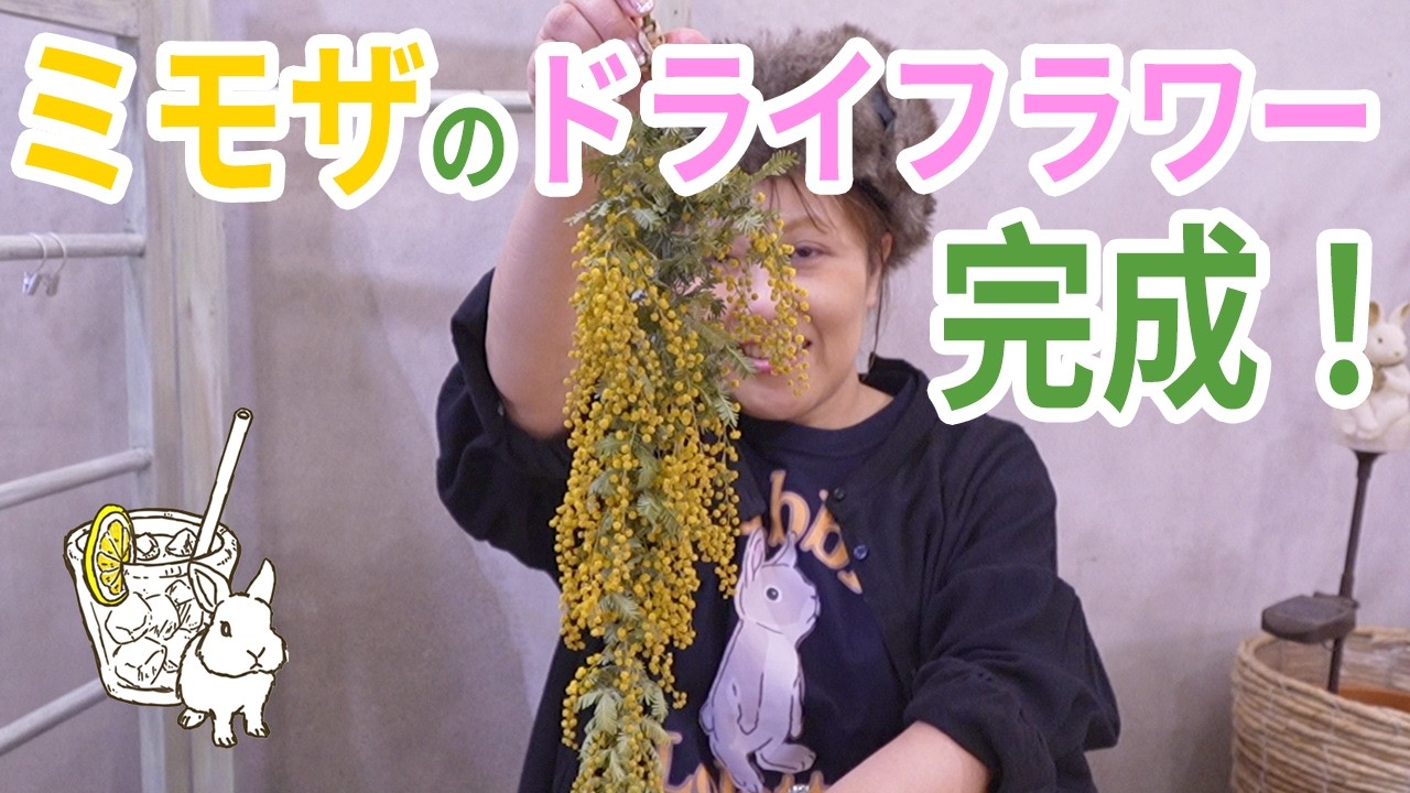 My dried mimosa flowers are ready! What does it smell like? How